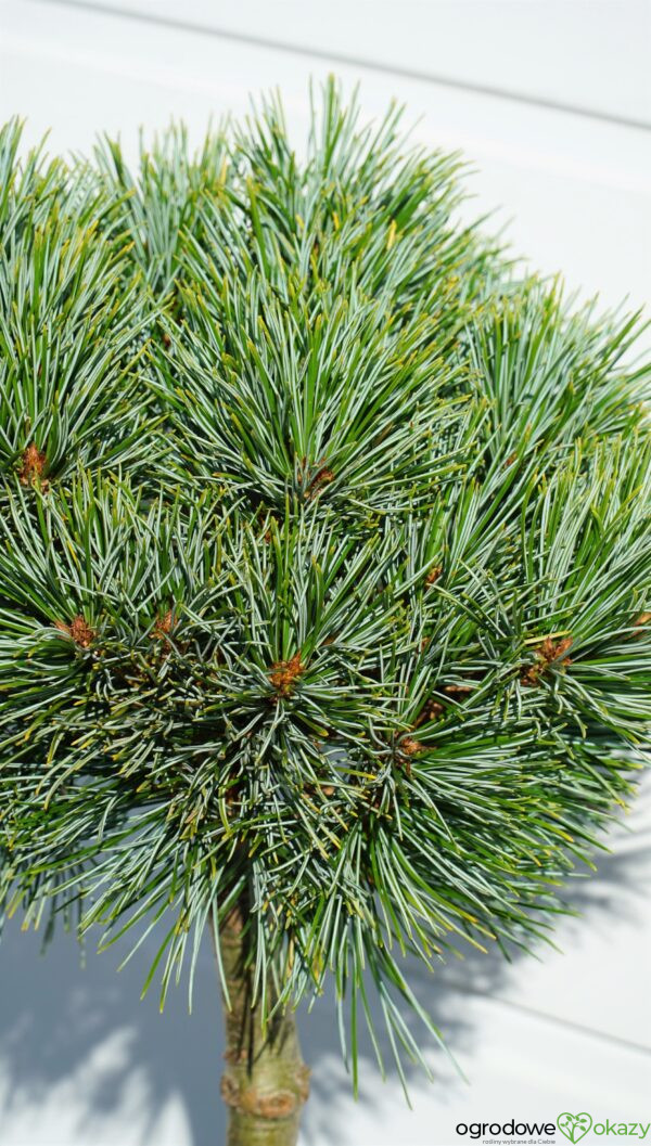 SOSNA KOREAŃSKA BLUE BALL Pinus koraiensis