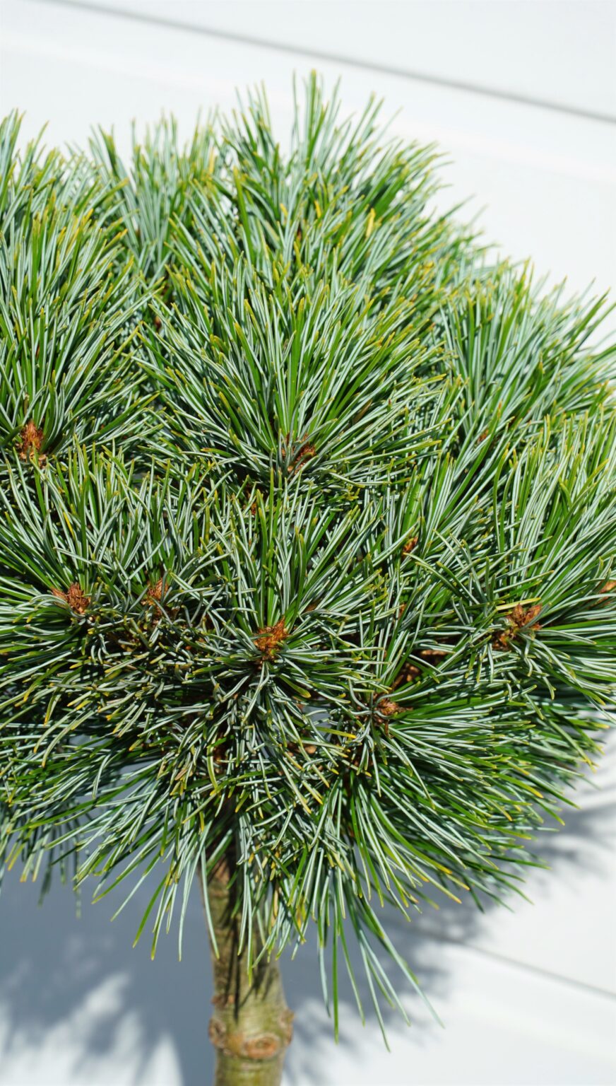 SOSNA KOREAŃSKA BLUE BALL Pinus koraiensis