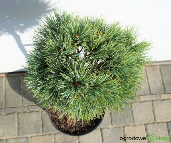 SOSNA KOREAŃSKA BLUE BALL Pinus koraiensis