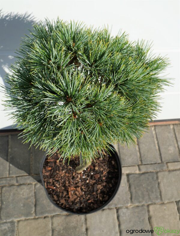 SOSNA KOREAŃSKA BLUE BALL Pinus koraiensis