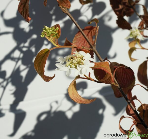 KALINA JAPOŃSKA KILIMANDŻARO Viburnum plicatum