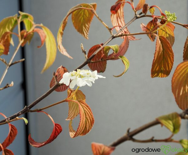 KALINA JAPOŃSKA KILIMANDŻARO Viburnum plicatum