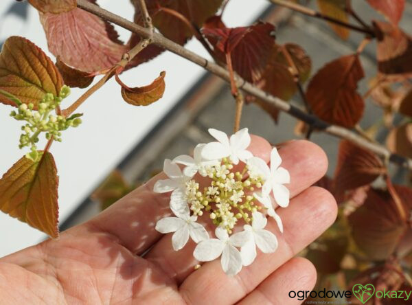 KALINA JAPOŃSKA KILIMANDŻARO Viburnum plicatum