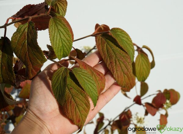 KALINA JAPOŃSKA KILIMANDŻARO Viburnum plicatum