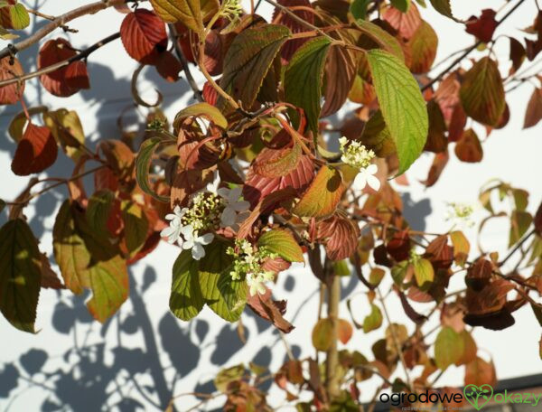 KALINA JAPOŃSKA KILIMANDŻARO Viburnum plicatum