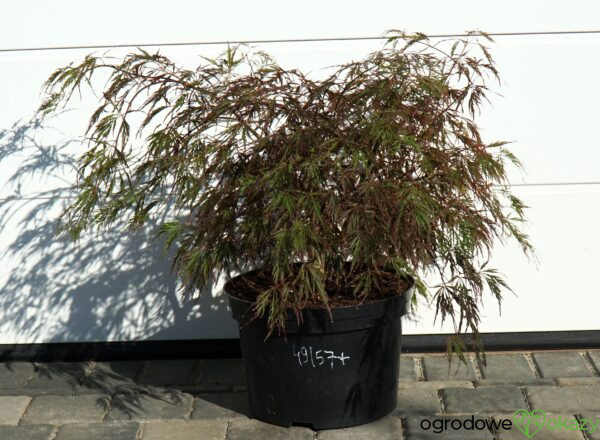 KLON PALMOWY CRIMSON QUEEN Acer palmatum