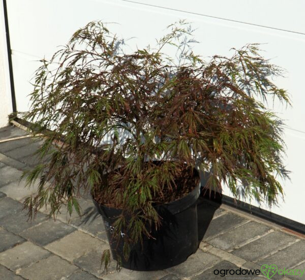 KLON PALMOWY CRIMSON QUEEN Acer palmatum