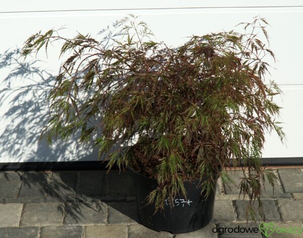 KLON PALMOWY CRIMSON QUEEN Acer palmatum