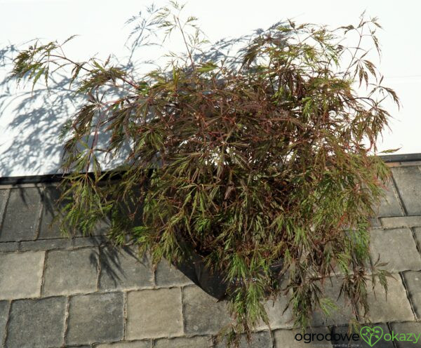 KLON PALMOWY CRIMSON QUEEN Acer palmatum