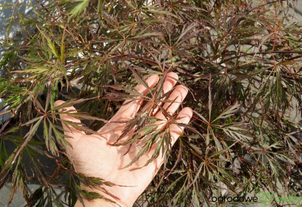 KLON PALMOWY CRIMSON QUEEN Acer palmatum