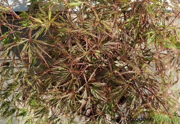 KLON PALMOWY CRIMSON QUEEN Acer palmatum