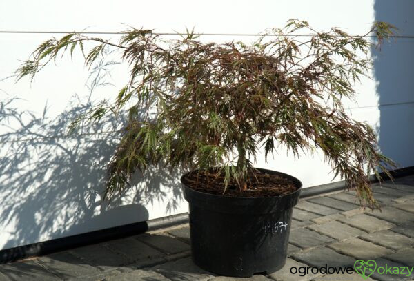 KLON PALMOWY CRIMSON QUEEN Acer palmatum