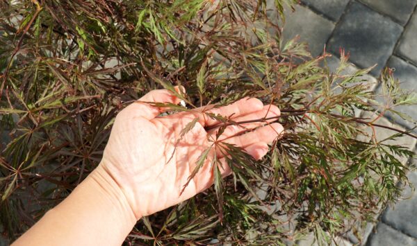 KLON PALMOWY CRIMSON QUEEN Acer palmatum