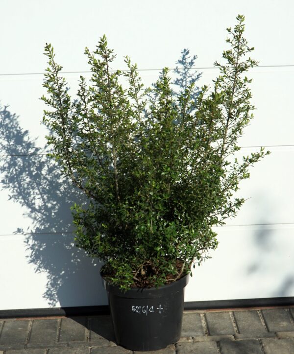 OSTROKRZEW KARBOWANOLISTNY STOKES Ilex crenata