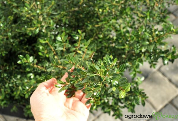 OSTROKRZEW KARBOWANOLISTNY STOKES Ilex crenata