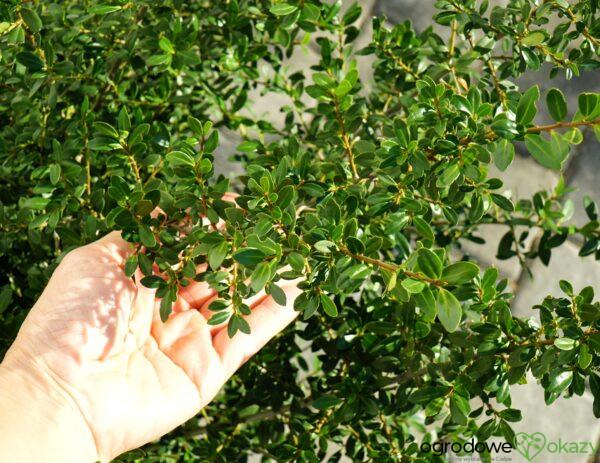 OSTROKRZEW KARBOWANOLISTNY STOKES Ilex crenata