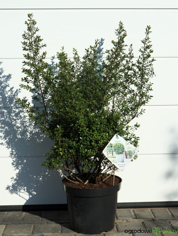 OSTROKRZEW KARBOWANOLISTNY STOKES Ilex crenata