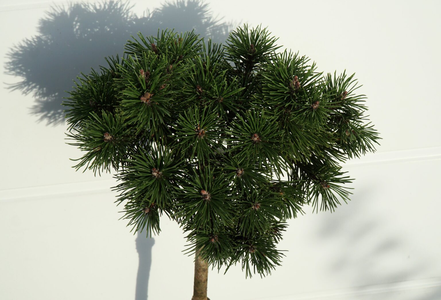 SOSNA GÓRSKA KNAPENBURG Pinus mugo