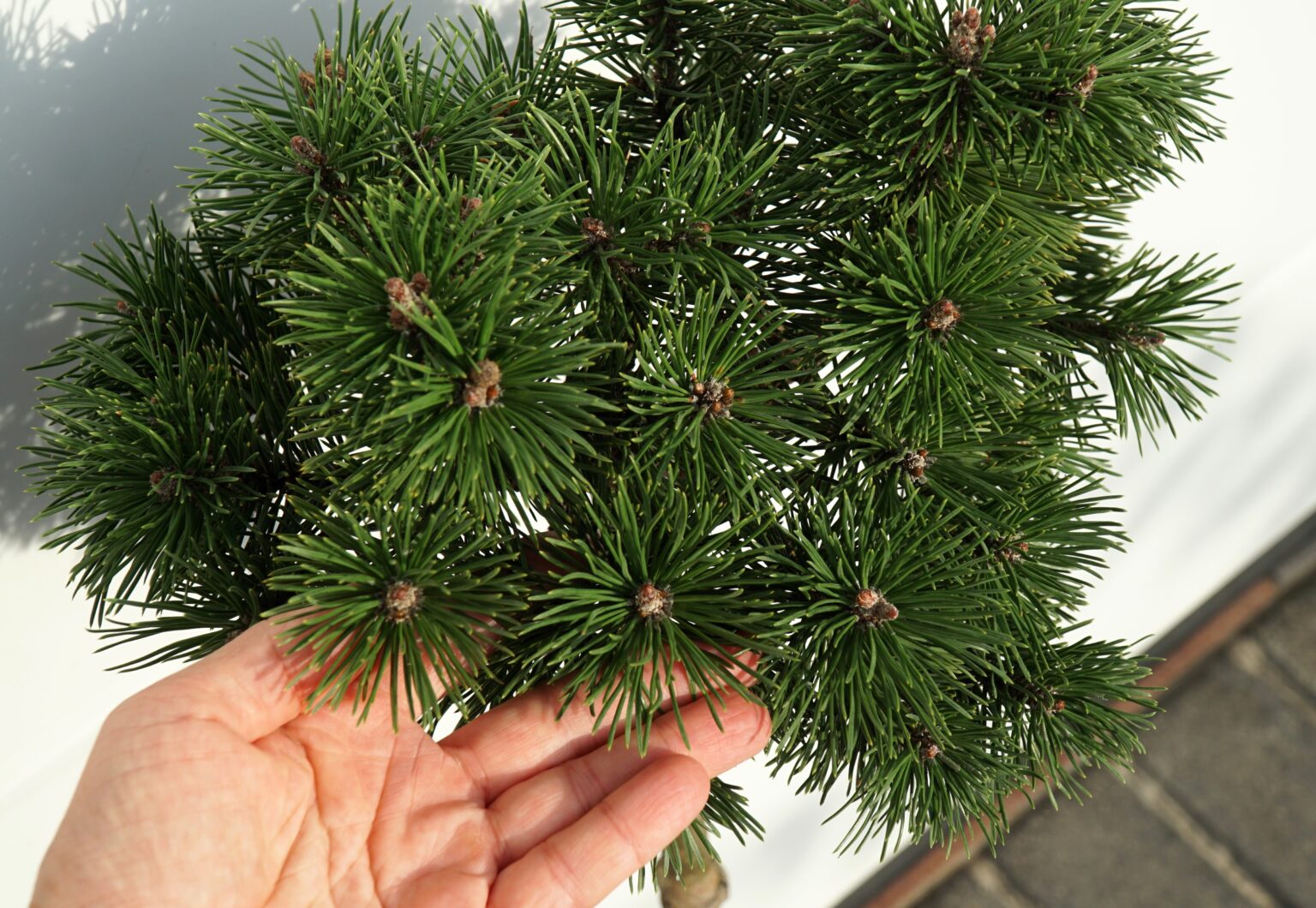 SOSNA GÓRSKA KNAPENBURG Pinus mugo