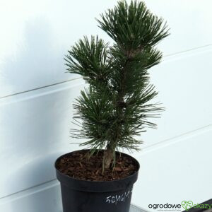 SOSNA BOŚNIACKA EMERALD ARROW Pinus heldreichii