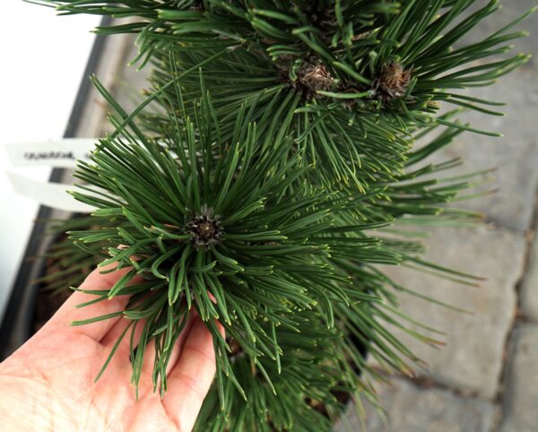 SOSNA BOŚNIACKA EMERALD ARROW Pinus heldreichii