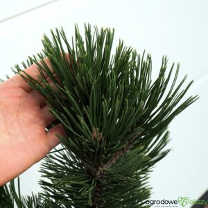 SOSNA BOŚNIACKA EMERALD ARROW Pinus heldreichii