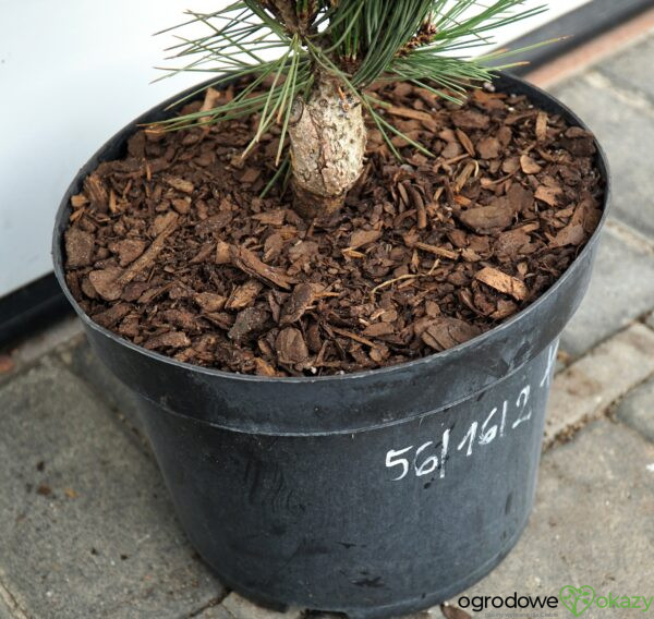 SOSNA BOŚNIACKA EMERALD ARROW Pinus heldreichii