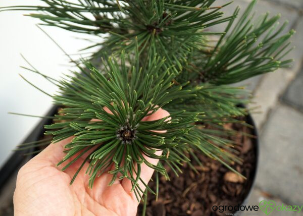 SOSNA BOŚNIACKA EMERALD ARROW Pinus heldreichii