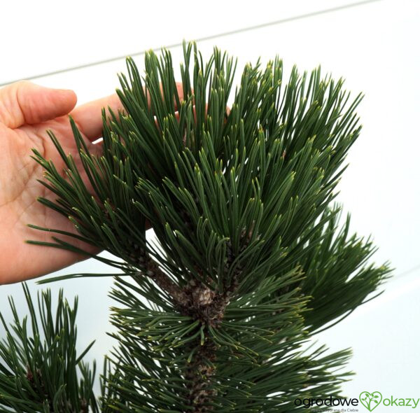 SOSNA BOŚNIACKA EMERALD ARROW Pinus heldreichii