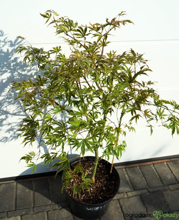 KLON PALMOWY GEISHA GONE WILD Acer palmatum