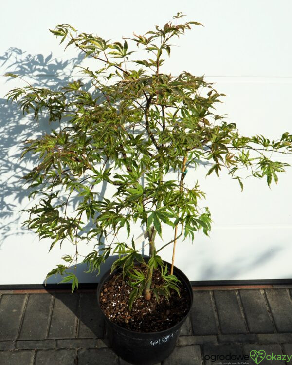 KLON PALMOWY GEISHA GONE WILD Acer palmatum