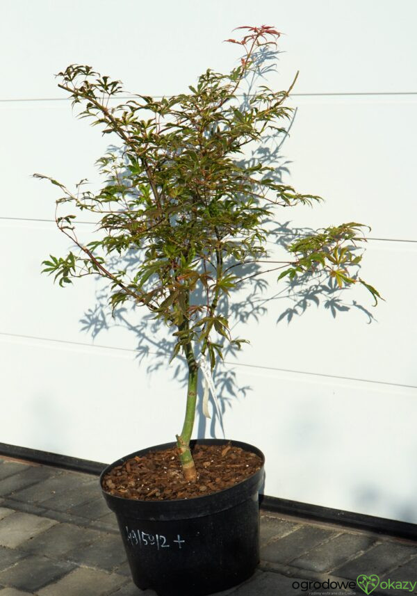 KLON PALMOWY GEISHA GONE WILD Acer palmatum