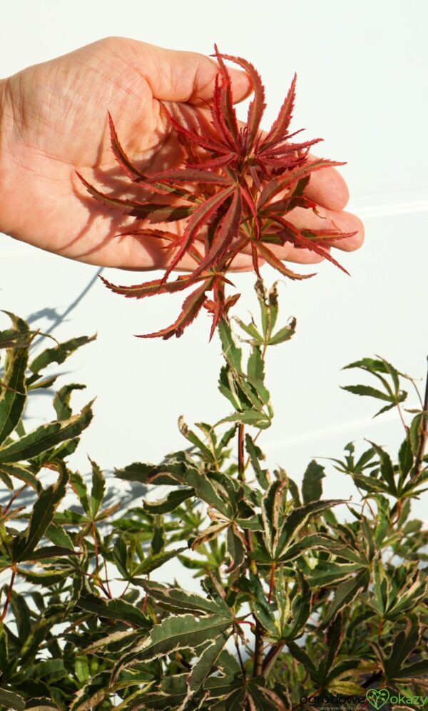 KLON PALMOWY GEISHA GONE WILD Acer palmatum