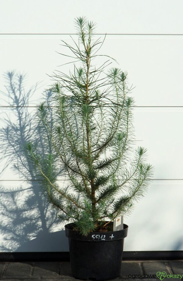 SOSNA PINIA SILVER CREST Pinus pinea