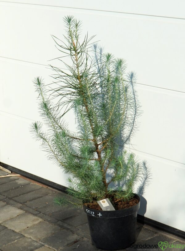 SOSNA PINIA SILVER CREST Pinus pinea