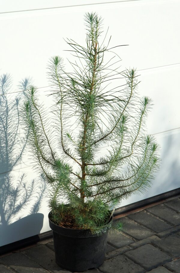 SOSNA PINIA SILVER CREST Pinus pinea