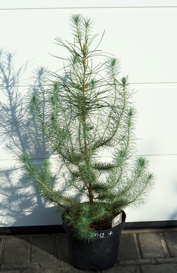 SOSNA PINIA SILVER CREST Pinus pinea