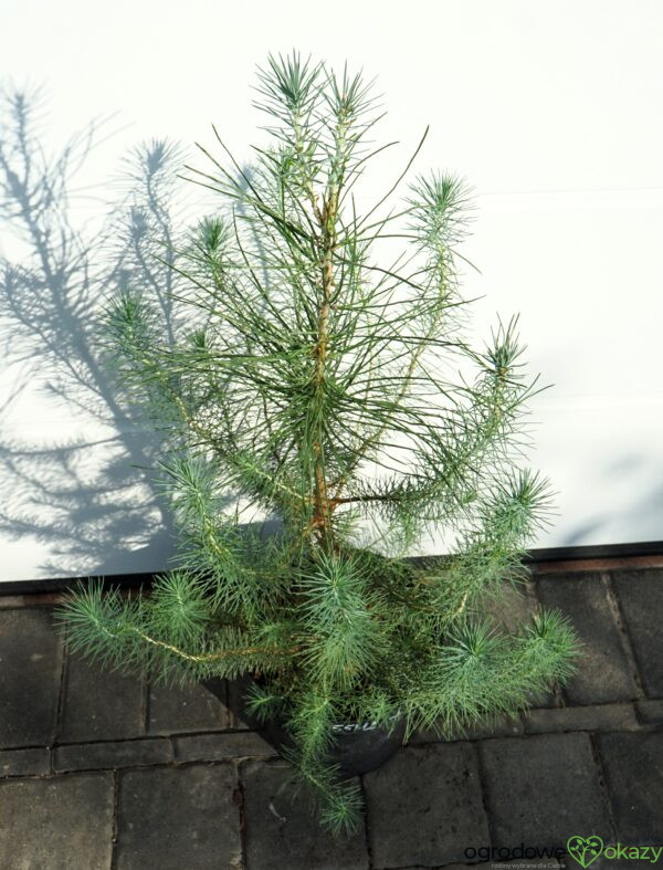 SOSNA PINIA SILVER CREST Pinus pinea