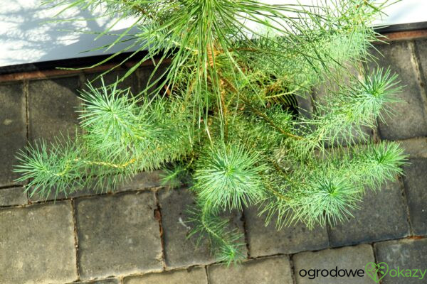 SOSNA PINIA SILVER CREST Pinus pinea