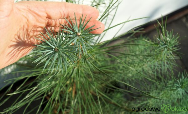 SOSNA PINIA SILVER CREST Pinus pinea