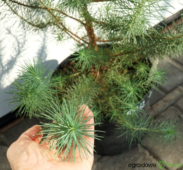 SOSNA PINIA SILVER CREST Pinus pinea