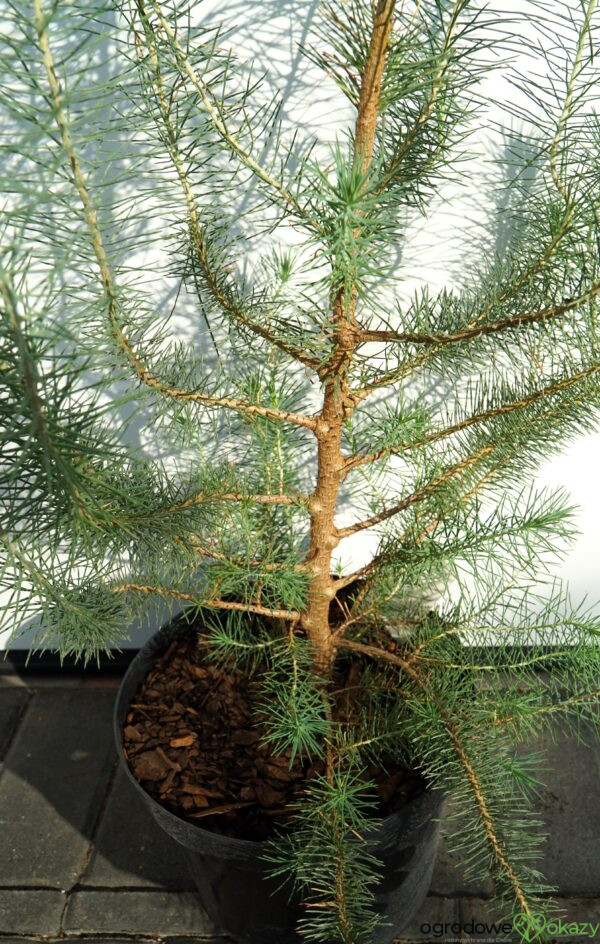 SOSNA PINIA SILVER CREST Pinus pinea