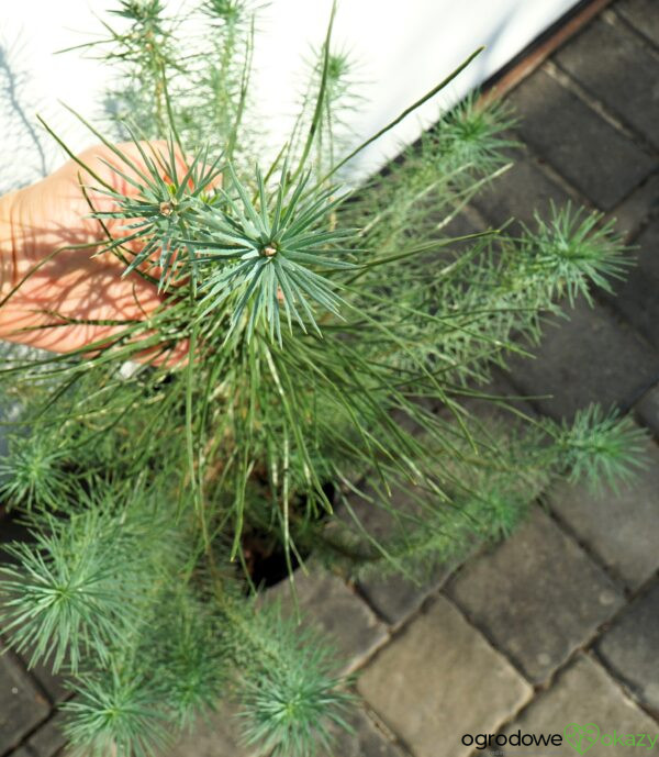 SOSNA PINIA SILVER CREST Pinus pinea