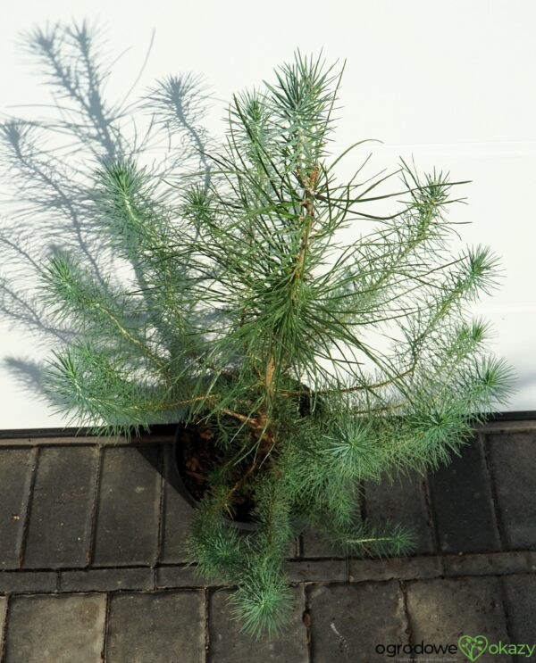 SOSNA PINIA SILVER CREST Pinus pinea