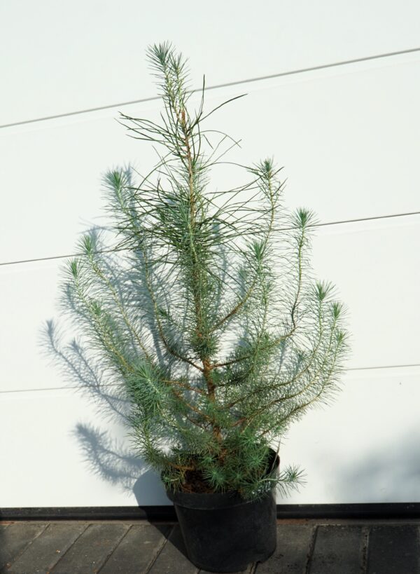 SOSNA PINIA SILVER CREST Pinus pinea