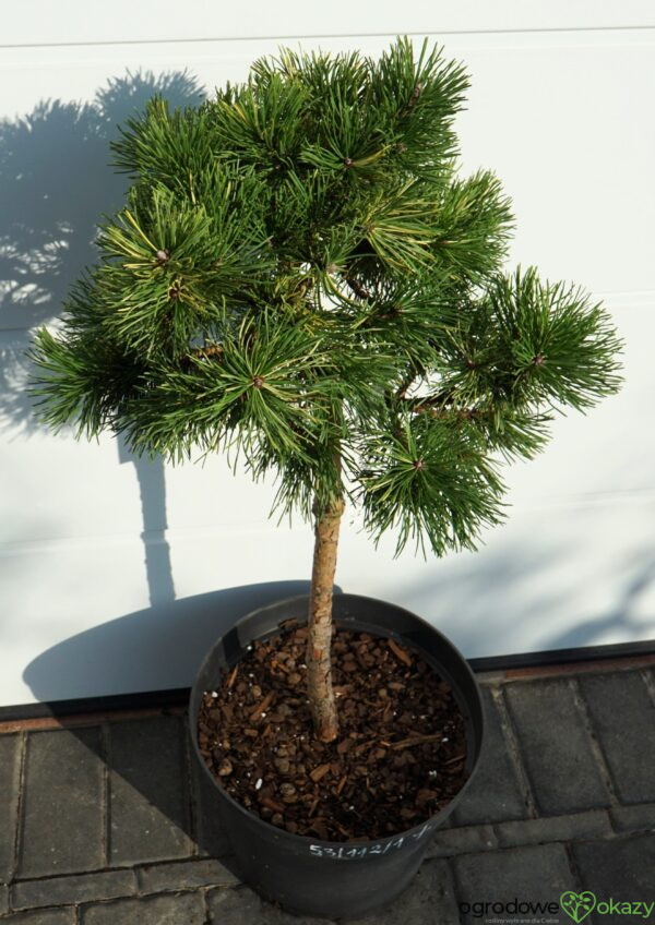 SOSNA GÓRSKA ALBOVARIEGATA PANOCH Pinus mugo