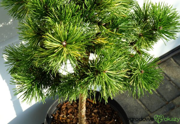 SOSNA GÓRSKA ALBOVARIEGATA PANOCH Pinus mugo