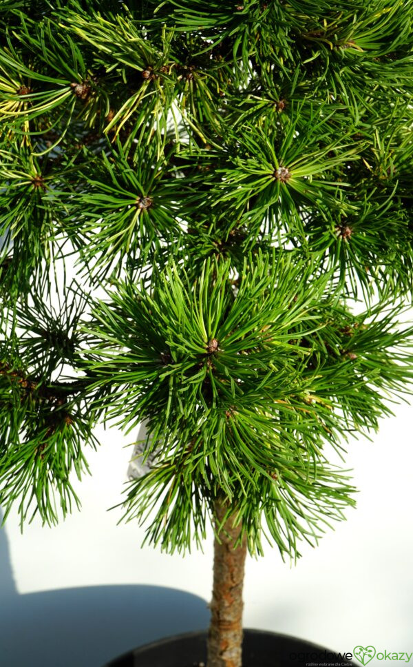 SOSNA GÓRSKA ALBOVARIEGATA PANOCH Pinus mugo