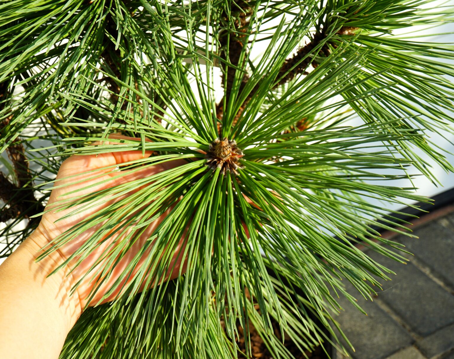 SOSNA JEFFREYA JOPPI Pinus jeffreyi