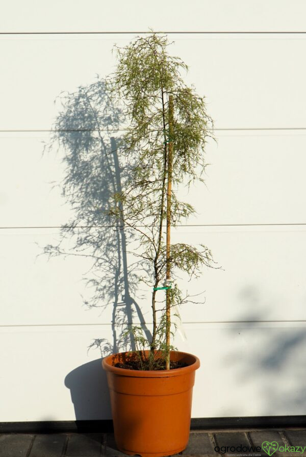 BRZOZA TROST'S DWARF Betula